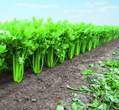 Picture of Organic Celery Tango